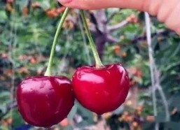 红色娱乐吃瓜视频怎么做