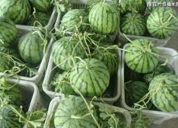 广东职校网红女吃瓜