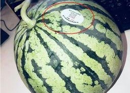 英国网红吃瓜,揭秘幕后花絮与趣味瞬间