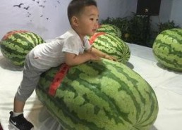 柳州今日吃瓜事件最新,揭秘背后真相与网络热议